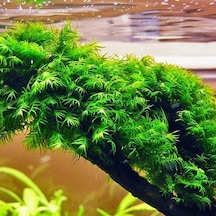 Fissidens Fountanus Tele Sarılı 5x5cm Yeni Sarım Canlı Bitki Diğer