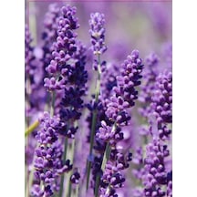 Videolu Şahane Kokulu 5 Adet Lavanta Çiçeği Fidanı 40-60cm Saksılı Lavander