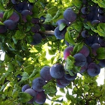 4 Yaş, Aşılı Angeleno Erik Fidanı, Torbada