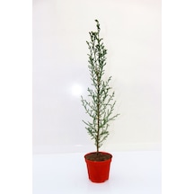 YILBAŞI ÇAMI HEDİYELİK - MİNİ CANLI YILBAŞI AĞACI 30-40 CM