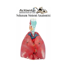 Solunum Sistemi Modeli 1 Adet 38x25 Cm Akciğer Maketi Larinks Ve Tiroid Modeli Anatomik Deney Bilim Tıbbi Model