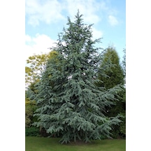 Mavi Atlas Sedİri Cedrus Atlantica 50-70 Cm