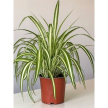 Çok Avantajlı Bol Köklü Dolgun Kurdele Çiçeği Chlorophytum Comosum 20-40cm