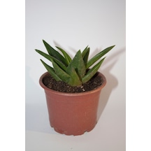 Haworthia Pentagona Sukulent Tekli 8,0 Cm Orta Boy Saksıda