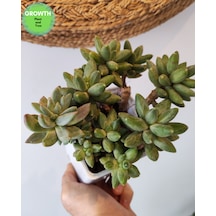 Pachyphytum Multi Form Sukulent 1 Adet