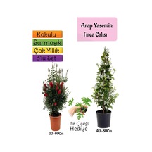 Kokulu Arap Yasemini+kırmızı Fırça Çalısı+ıtır Çiçeği 3'lü Bahçe Seti