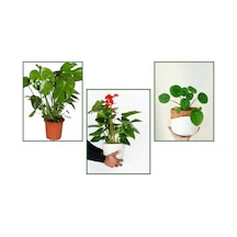 Deve Tabanı (Monstera) & Pilea & Anthoryum