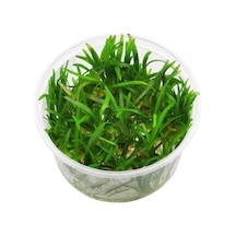 Sagittaria Subulata In Canlı Bitki