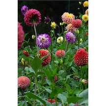 Dahlia Tohumu Dekoratif Dev Çiçekli Yıldız Çiçeği Variabilis Giants Mix