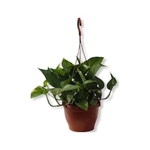 Epipremnum Pathos Potos Sarmaşığı Fidanı 10-20 Cm