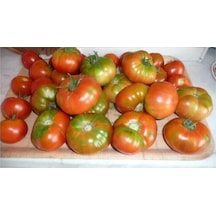 Agrobazaar Yayla Domates Tohumu 50 Adet Tohum