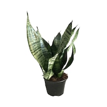 Sansevieria Zeylanica (Paşa Kılıcı)  Ø8,5 CM H20-25 CM