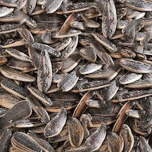 Tuzlu Dakota Ay Çekirdeği 500 G