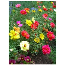 100 Adet Tohum Nadir Karışık İpek Şellaki Çiçeği Kabir Mezarlık Kabir Çiçekleri