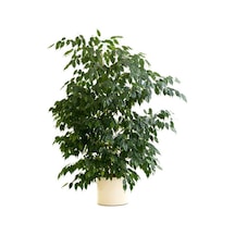 Videolu Gösterişli Benjamin Çiçeği Fidanı 50-70 Cm Saksılı Çiçekli Bodur Bitkiler Ficus Benjamina