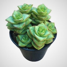 Crassula Perforata 5.5.mini Sukulent Saksısında