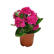 Pembe Kalanşo Çiçeği 3 Adet