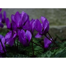 3 Adet Koyu Mor Renkli Sıklamen Çiçeği Soğanı