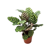 Calathea Makoyana (Dua Çiçeği) Ø19 CM Y50-60 CM