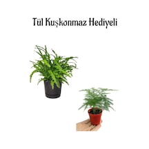 Öğretmenler Gününe Özel Aşk Merdiveni Çiçeği Tül Kuşkonmaz Bitkisi