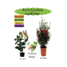 Kırmızı Fırça Çalısı+kokulu Mor Leylak Fidanı+ıtır Çiçeği Peyzaj Seti