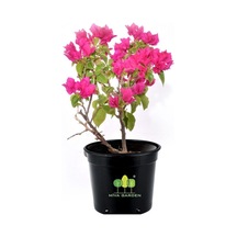 Nura Botanik Bougainvillea Spectabilis Çalı Begonvil Bougainvillea