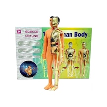 Mey İthalat The Human Body İnsan Vücudu 3d Eğitim Seti 3302