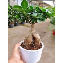 Videolu Bonsai Fidanı 1 Adet Saksılı 20-40 Cm Iç Mekan Salon Bitkisi Ficus Bonsai