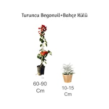 Turuncu Begonvil+ Bahçe Külü 2'li Set Dış Mekan Bitkisi Begonvillia