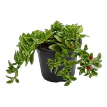 Buz Çiçeği 1 Adet Saksılı 10-20cm Delosperma