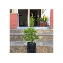 Bitkim Sende Tüplü Limoni Servi Fidanı 4 Adet Boy 50-60cm