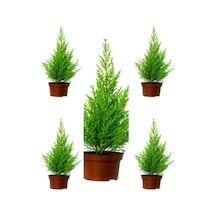 Videolu Kokulu Limoni Servi Fidanı 10 25 Cm 5 Adet Tüplü Dış Mekan Bitkisi Cupressus Macrocarpa