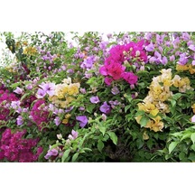 1 Adet Fuşya Renk Begonvil Çiçeği Fidanı 50-90cm Çiçekli Bodur Bitkiler Fuchsia Bougainvillea