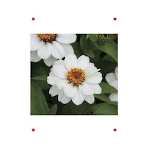 Beyaz Zinnia Tohumu Ni Çok Çiçekli, 8 Adet