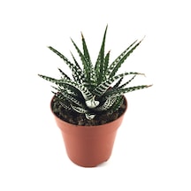 Haworthia Fasciata (Sukulent) Ø8,5 CM Y10-15 CM