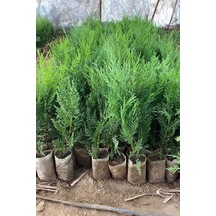 Favori Ürün Leylandi Fidanı Kokulu 10 25 Cm 20 Adet Tüplü Dış Mekan Ağaç Cupressus Leylandii
