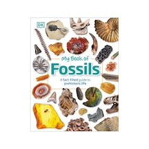 My Book Of Fossils - My Book Of