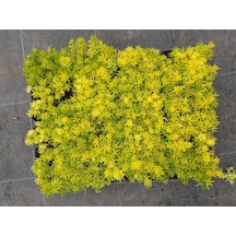 Sarı Sedum 25 Adet - Yer Örtücü Çok Yıllık Bitki