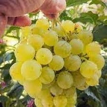 10 Adet Tohum Organik Hobi Bahçe Tarsus Beyaz Bal Üzüm Tohumu Sak