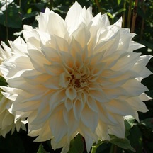 Büyük Çiçekli White Lice Dahlia Yıldız Çiçeği Yumrusu 1 Adet