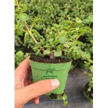 Canlı Yeşim Çiçeği 1 Adet 8,5 Saksılı 10-15cm