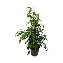 Dolgun Ve 1. Kalite Ficus Benjamin 50-70 Cm