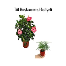 Öğretmenler Gününe Özel Pembe Renk Japon Gülü Çiçeği Tül Kuşkonmaz Hediyeli