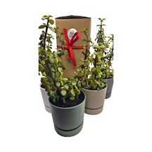 Para Çiçeği Crassula Ovata Canlı Bitki, Saksılı, 10cm Çap, 25cm Yükseklik, Karışık Renkli Saksı, Hediye Kutu Diğer