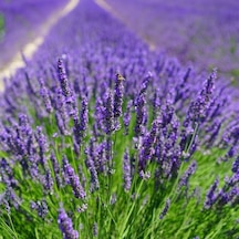 Tüplü Yoğun Kokulu Aromatik Lavanta Fidanı 10-20 Cm