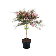 Calliandra 'dixie Pink' Bitkisi Pembe Pudra Ponponu 60-80 Cm