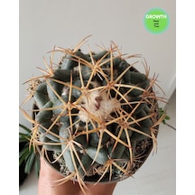 Coryphantha Cactaceae Meksika Kaktüsü 1 Adet