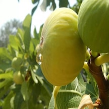 Beyaz Sofralık İri Meyvelli Ballı İncir Tohumu 5 Tohum