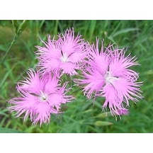 Püsküllü Pembe Dianthus Çiçeği Tohumu 50 Adet