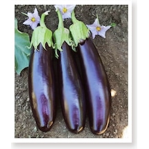 AGRodal Tarım Ata Tohumu Yöresel Doğal Kemer Patlıcan Tohumu 1000 Ad Toh